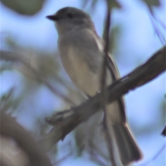 Pachycephala pectoralis at Gundaroo, NSW - 3 Sep 2021