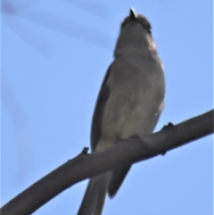 Pachycephala pectoralis at Gundaroo, NSW - 3 Sep 2021