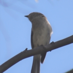 Pachycephala pectoralis at Gundaroo, NSW - 3 Sep 2021