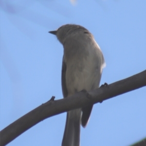 Pachycephala pectoralis at Gundaroo, NSW - 3 Sep 2021