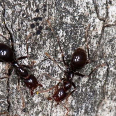 Papyrius sp (undescribed) (Hairy Coconut Ant) at Callum Brae - 2 Sep 2021 by rawshorty