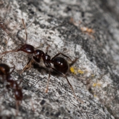 Papyrius sp (undescribed) at Symonston, ACT - 3 Sep 2021 08:48 AM