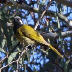 Nesoptilotis leucotis (White-eared Honeyeater) at Gundaroo, NSW - 4 Sep 2021 by Gunyijan