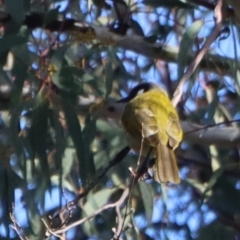 Nesoptilotis leucotis at Gundaroo, NSW - 4 Sep 2021