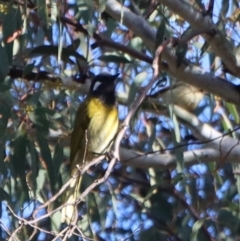 Nesoptilotis leucotis at Gundaroo, NSW - 4 Sep 2021