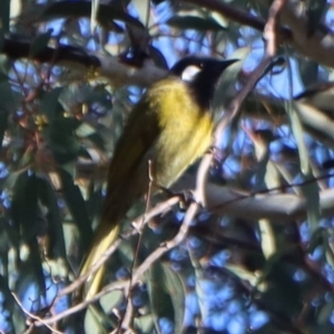 Nesoptilotis leucotis at Gundaroo, NSW - 4 Sep 2021