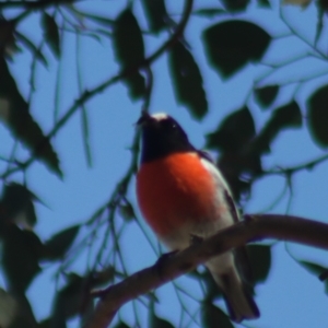 Petroica boodang at Gundaroo, NSW - 1 Sep 2021 01:16 PM