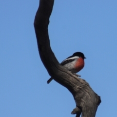 Petroica boodang at Gundaroo, NSW - 1 Sep 2021