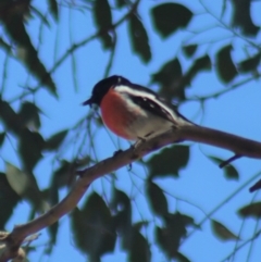 Petroica boodang at Gundaroo, NSW - 1 Sep 2021 01:16 PM