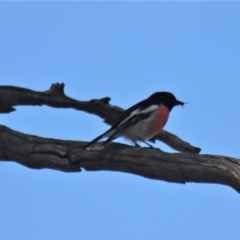 Petroica boodang at Gundaroo, NSW - 1 Sep 2021 01:16 PM