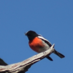 Petroica boodang at Gundaroo, NSW - 1 Sep 2021 01:16 PM