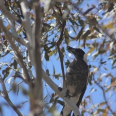 Gymnorhina tibicen (Australian Magpie) at Gundaroo, NSW - 1 Sep 2021 by Gunyijan