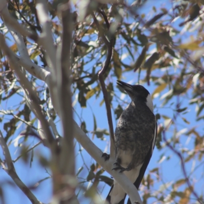 Gymnorhina tibicen (Australian Magpie) at Gundaroo, NSW - 1 Sep 2021 by Gunyijan