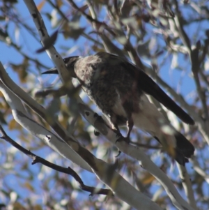 Gymnorhina tibicen at Gundaroo, NSW - 1 Sep 2021