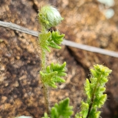 Cheilanthes distans (Bristly Cloak Fern) at Denman Prospect, ACT - 3 Sep 2021 by AaronClausen