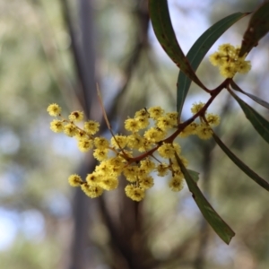 Acacia rubida at Gundaroo, NSW - 29 Aug 2021 03:35 PM