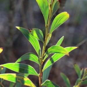 Acacia rubida at Gundaroo, NSW - 29 Aug 2021