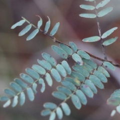 Acacia rubida at Gundaroo, NSW - 29 Aug 2021 03:35 PM