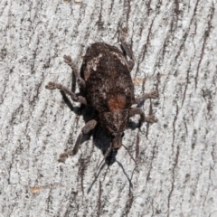 Oxyops fasciatus at Symonston, ACT - 3 Sep 2021 09:48 AM