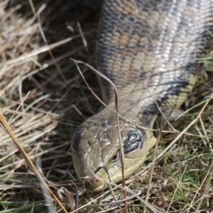 Tiliqua scincoides scincoides at Gundaroo, NSW - 30 Aug 2021