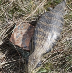 Tiliqua scincoides scincoides at Gundaroo, NSW - 30 Aug 2021