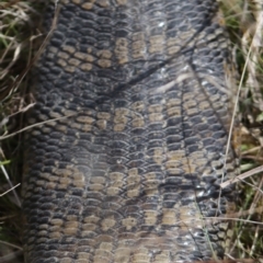 Tiliqua scincoides scincoides at Gundaroo, NSW - 30 Aug 2021 01:13 PM