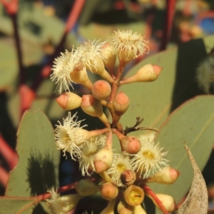 Eucalyptus polyanthemos at Calwell, ACT - 10 Aug 2021