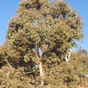 Eucalyptus polyanthemos at Calwell, ACT - 10 Aug 2021 04:46 PM