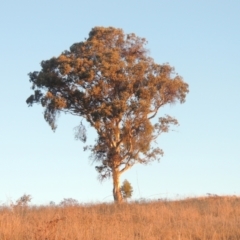 Eucalyptus polyanthemos (Red Box) at Tuggeranong Hill - 10 Aug 2021 by michaelb