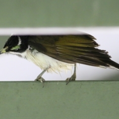 Entomyzon cyanotis (Blue-faced Honeyeater) at Willow Park - 4 Sep 2021 by KylieWaldon