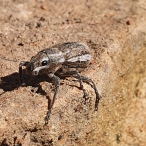 Naupactus leucoloma at Gundaroo, NSW - 14 Feb 2021