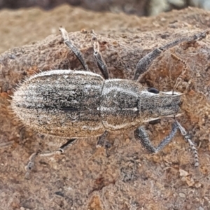 Naupactus leucoloma at Gundaroo, NSW - 14 Feb 2021
