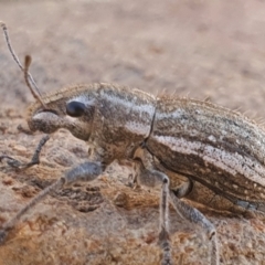 Naupactus leucoloma at Gundaroo, NSW - 14 Feb 2021