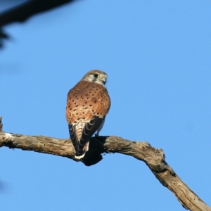 Falco cenchroides at Majura, ACT - 1 Sep 2021