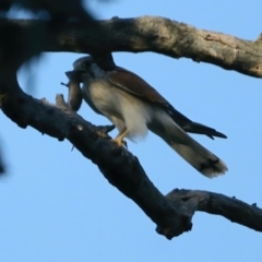 Falco cenchroides at Majura, ACT - 1 Sep 2021