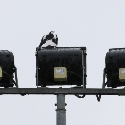 Grallina cyanoleuca (Magpie-lark) at Wodonga, VIC - 4 Sep 2021 by Kyliegw