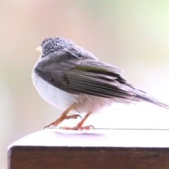 Manorina melanocephala (Noisy Miner) at Willow Park - 4 Sep 2021 by Kyliegw