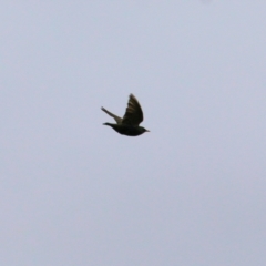 Sturnus vulgaris (Common Starling) at Wodonga - 4 Sep 2021 by Kyliegw