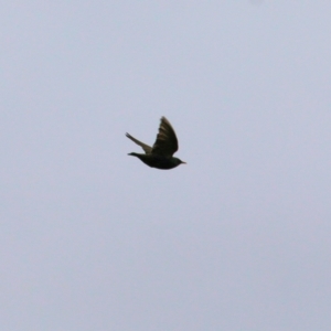 Sturnus vulgaris at Wodonga, VIC - 4 Sep 2021 10:49 AM