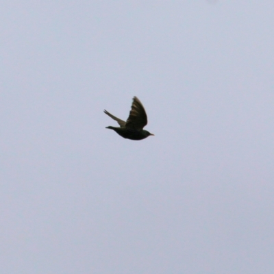 Sturnus vulgaris (Common Starling) at Willow Park - 4 Sep 2021 by Kyliegw