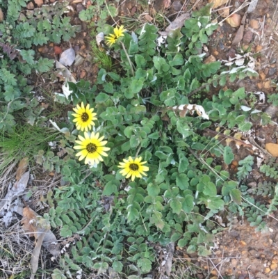 Arctotheca calendula (Capeweed, Cape Dandelion) at O'Connor, ACT - 2 Sep 2021 by Ned_Johnston