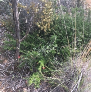 Grevillea juniperina at Bruce, ACT - 3 Sep 2021