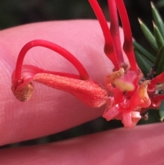 Grevillea juniperina at Bruce, ACT - 3 Sep 2021