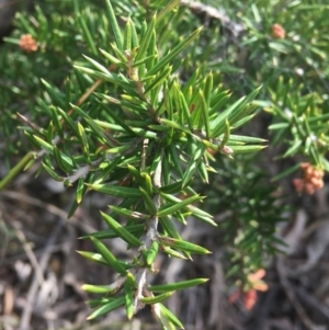 Grevillea juniperina at Bruce, ACT - 3 Sep 2021