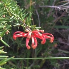 Grevillea juniperina at Bruce, ACT - 3 Sep 2021