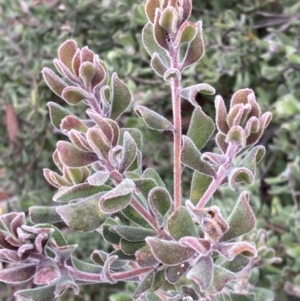 Persoonia rigida at Jerrabomberra, ACT - 27 Aug 2021