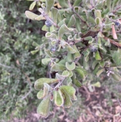 Persoonia rigida at Jerrabomberra, ACT - 27 Aug 2021