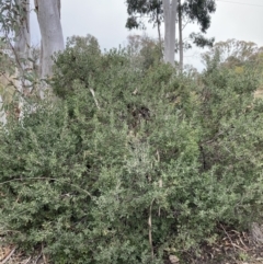 Persoonia rigida at Jerrabomberra, ACT - 27 Aug 2021