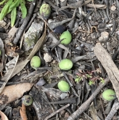 Persoonia rigida at Jerrabomberra, ACT - 27 Aug 2021