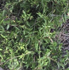 Billardiera heterophylla at Bruce, ACT - 3 Sep 2021